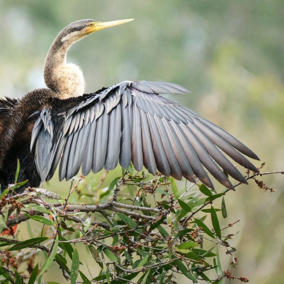 Vogel offene Flügel Bild über Rezension
