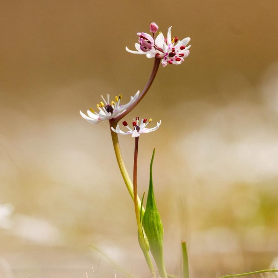 Blume Bild über Rezension