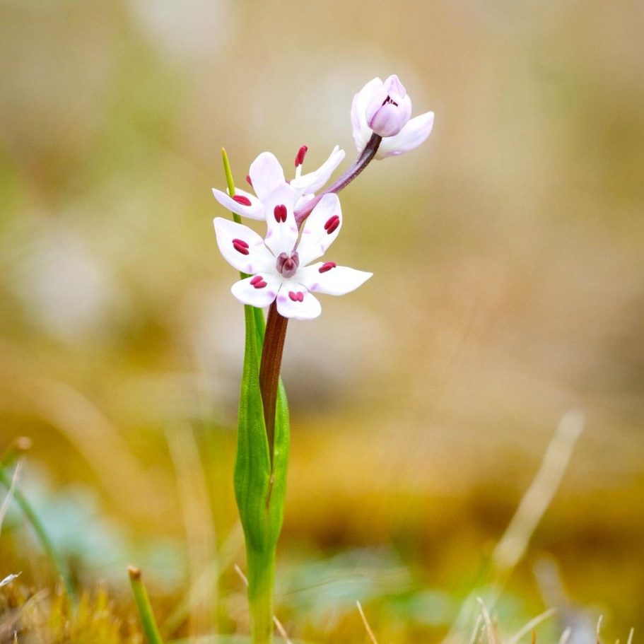 überRezension Bild mit blühender Blume
